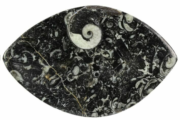 Wide, Fossil Goniatite Dish - Morocco #106700